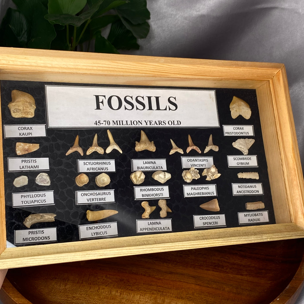 Fossil Display Box