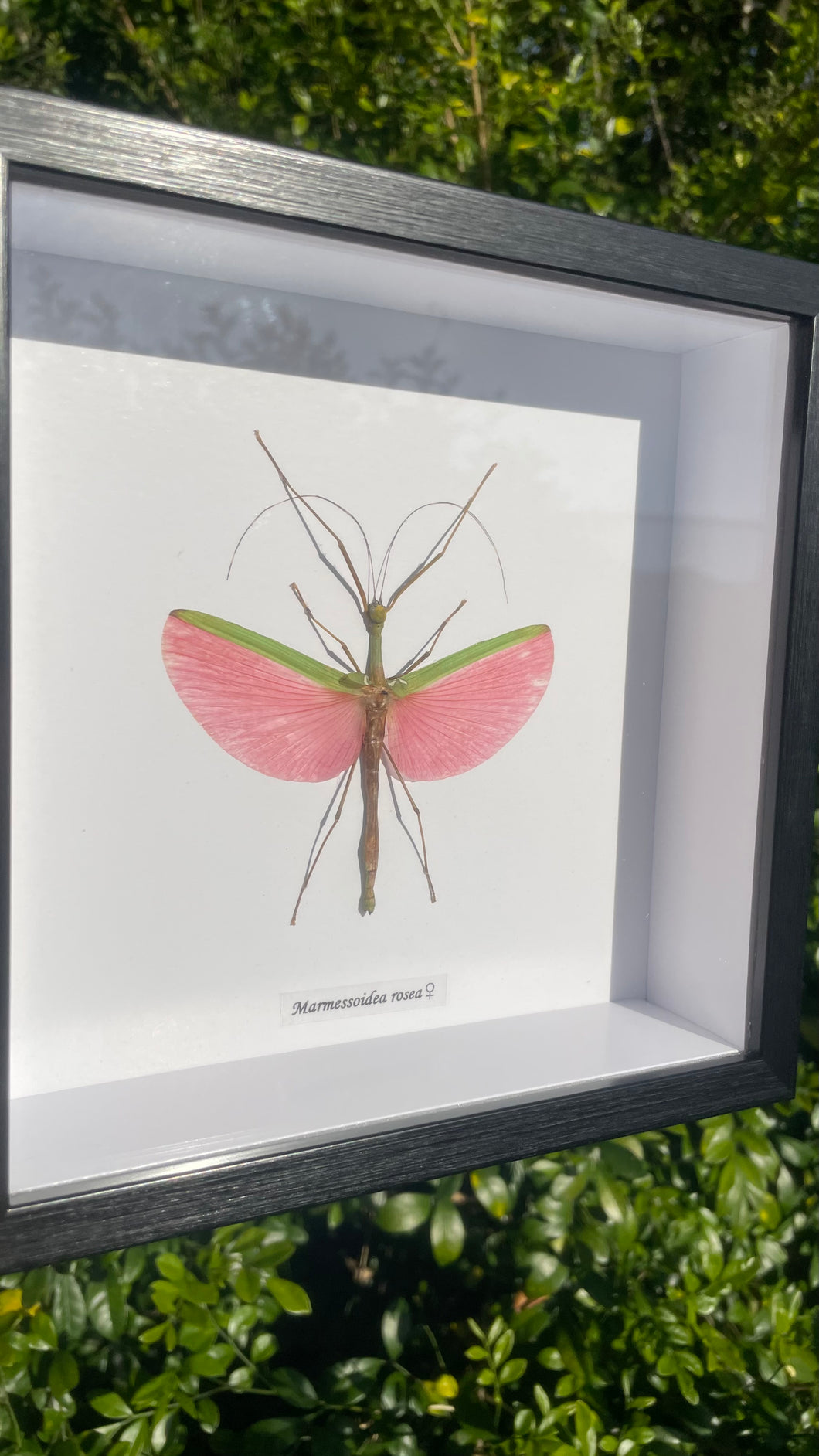 Marmessoidea Rosea (aka Pink Stick Insect)