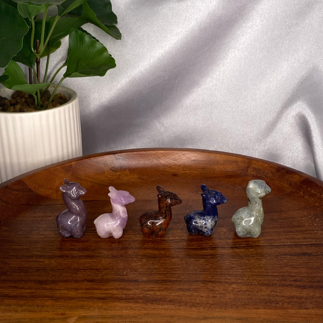 Mini Alpacas